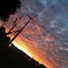 iloveanimals6